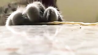 Cute Hungry Kitten