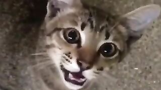 Man Attacked by Hungry Kittens