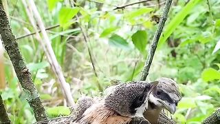 “A Mother’s Love: Cendet Bird Feeding Its Hungry Chicks ????❤️”