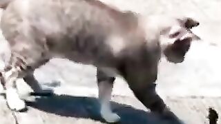 Cat Captures Lizard.