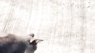 Lizard Fights Back Against Cat