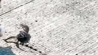 Lizard Fights for His Life Against Cat