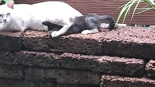 Mother Cat Protects Kitten