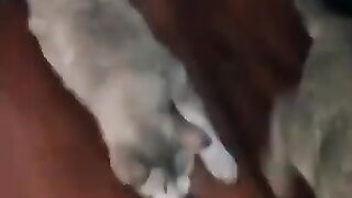 Two Cats Fight Over a Snake