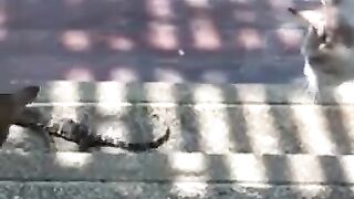 Cat Pummels Lizard