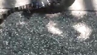 Cat Boxes with Lizard