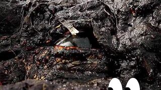 Kenapa Mata Buaya Bersinar di Kegelapan?