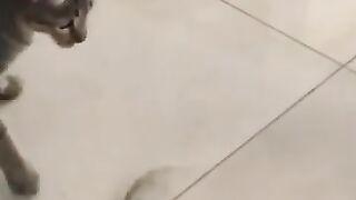 Cat vs Lizard in Slow Motion