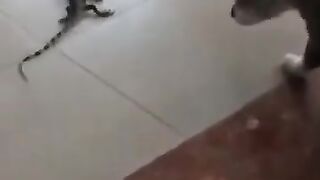 Lizard Swats Cat in the Face with Tail.