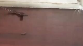 Cat Fights with Lizard