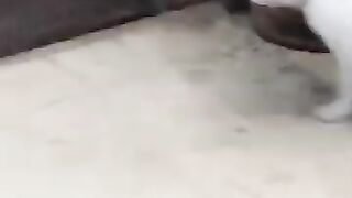 Cat Captures Mouse 7