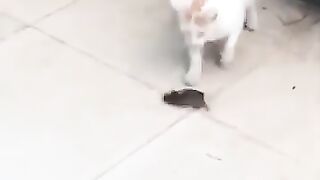 Cat Chases Mouse 6