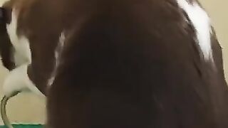 Snake Bites Cat in the Nose