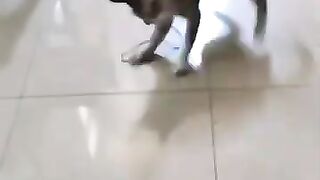 Cat vs Snake Touchdown
