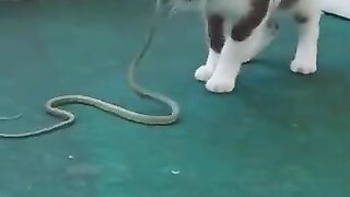 Snake Headbutts Cat