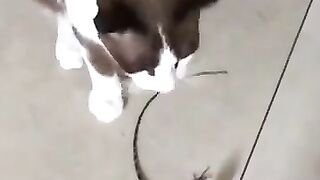 Cat vs Lizard 11