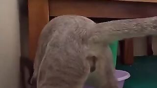 Cat Attacks Bird 2