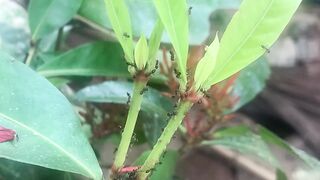 Ants build their nests