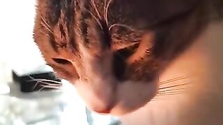 CatLoaf Transformation