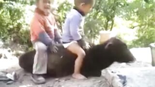 Wow amazing fun video Children's cows