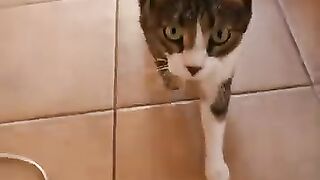 'Mrrrp! I'm Coming Up!'