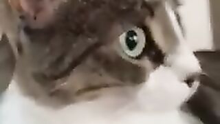 Those Curious Green Eyes!