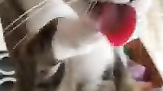 Soft Paws Self Grooming in the Winter