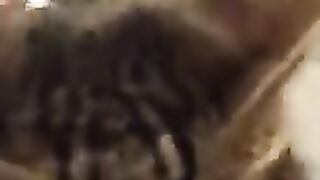 The Purring Machine is Back