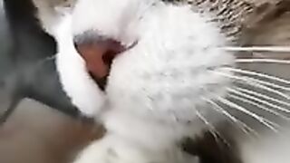 Sleepy Cat is Ready to Take a Nap!