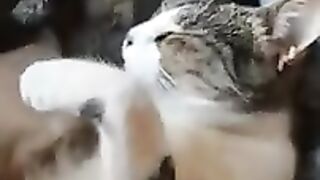 Cutest Cat Pose in the Morning