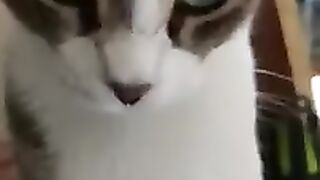 Cat Has the Cutest Face in the Morning