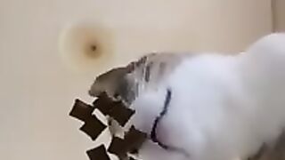 Funny Cat Steals a Crunchy