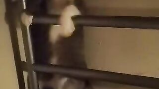 Funny Cat Climbing On Bed - Cat Climbe