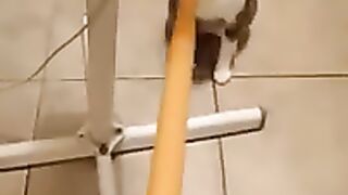 Cute Cat Playing With a Stick and gets Annoyed