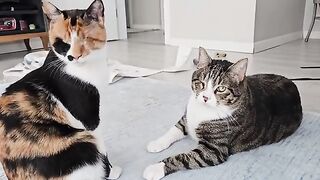 These cats don't need perfect eyes to see the beauty of the world.