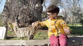 Hundreds of hungry cats and one little hero