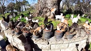 The man who found the peace he was searching for in the paws of stray cats.