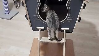 How many kittens can fit in one soul