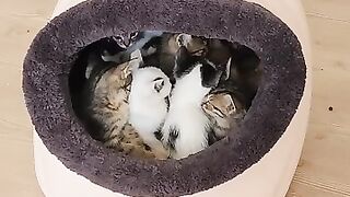 How many kittens can fit in one heart