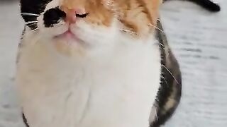 She’s blind, but she catches flies.