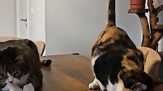 The one-eyed cat is giving the blind kitten Miss Helen a head start in the eating contest.