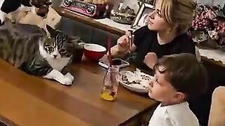 The world’s strangest house and dining table, filled with blind kitten Miss Helen and her friends.