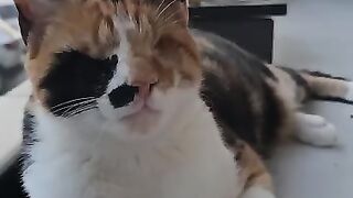 My three cats at home give feeding priority to the blind kitten. The blind kitten Miss Helen