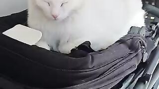 Oh my God, this cuteness! The blind kitten Miss Helen