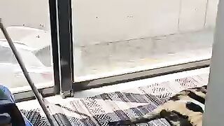 In the happiest and warmest stories in the world, cats are always the main characters.