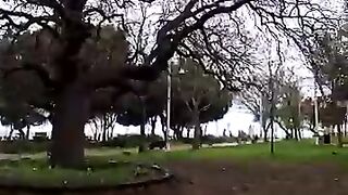 When the rain starts, stray cats take shelter beneath the branches of the first tree they find.