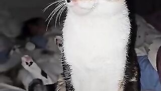 The disabled cats surrounding the woman who saved their lives in a circle of love, even in her sleep