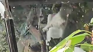 Special cats enjoying a sunbath on the first day of the new year, while expecting a snowy landscape.