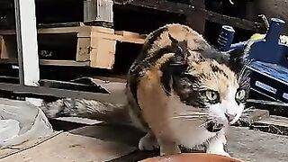 When the mother cat realizes that I am a trustworthy person, she calls her kittens.