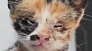 The man who saved the life of a blind kitten and adopted her, embraced with love by her every day.